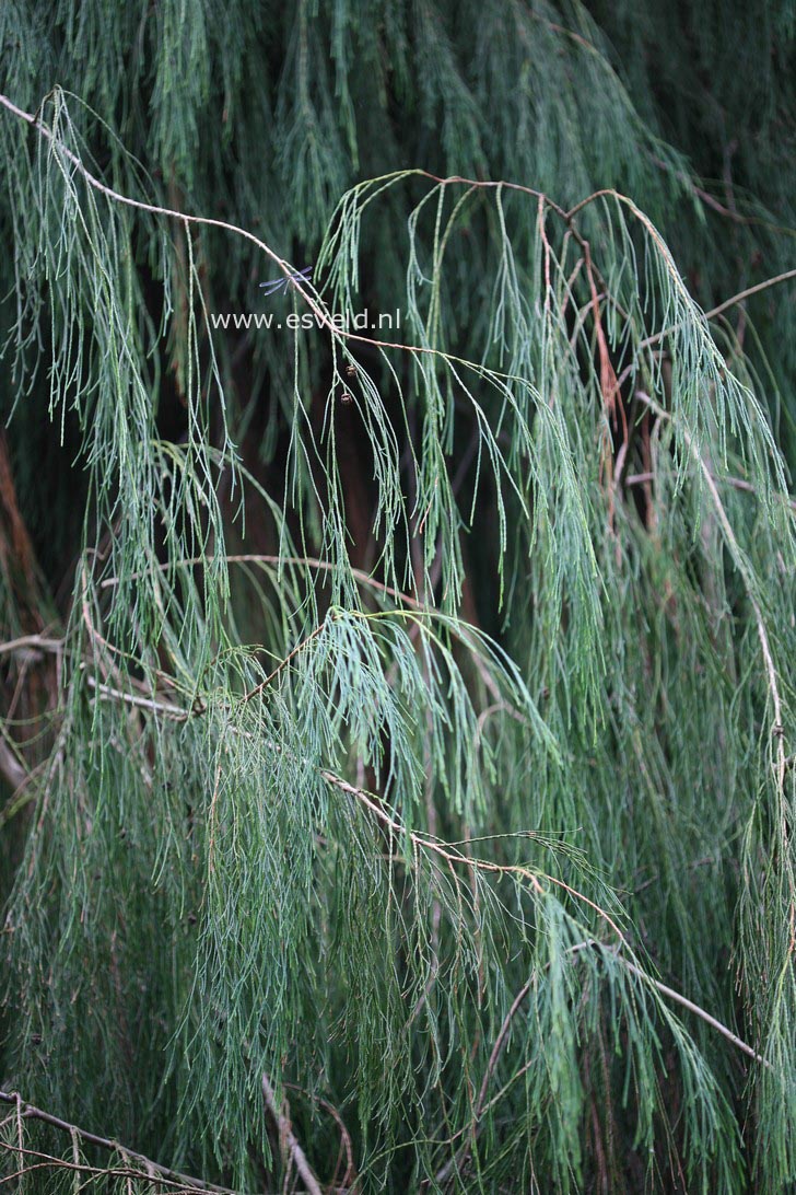 Chamaecyparis lawsoniana 'Imbricata Pendula'