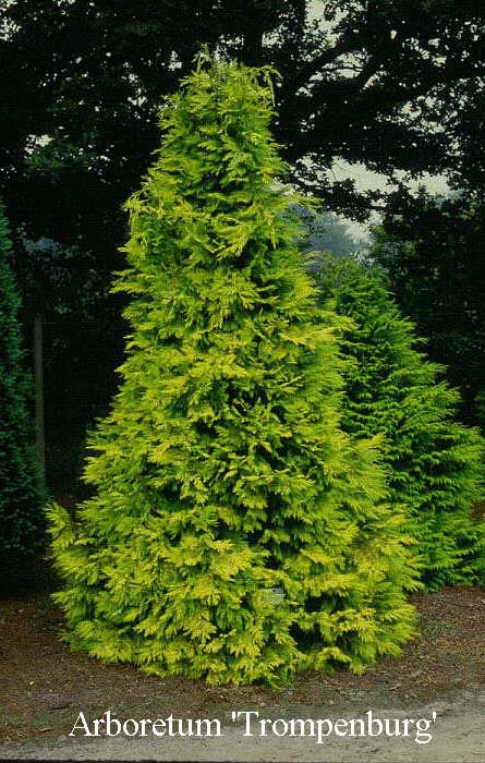 Chamaecyparis lawsoniana 'Lutea'