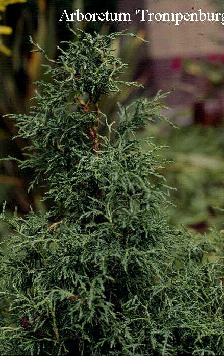 Chamaecyparis lawsoniana 'Lycopodioides' Chamaecyparis lawsoniana 'Lycopodioides'