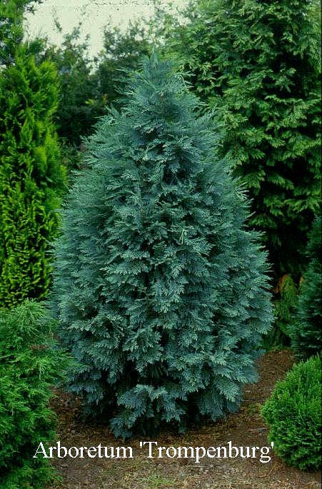 Chamaecyparis lawsoniana 'Pembury Blue' Chamaecyparis lawsoniana 'Pembury Blue'
