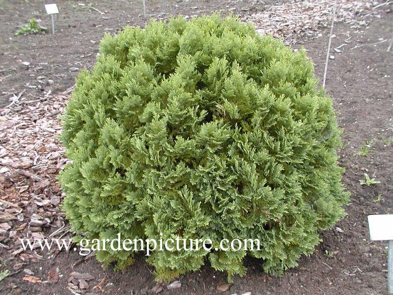 Chamaecyparis lawsoniana 'Pixie'