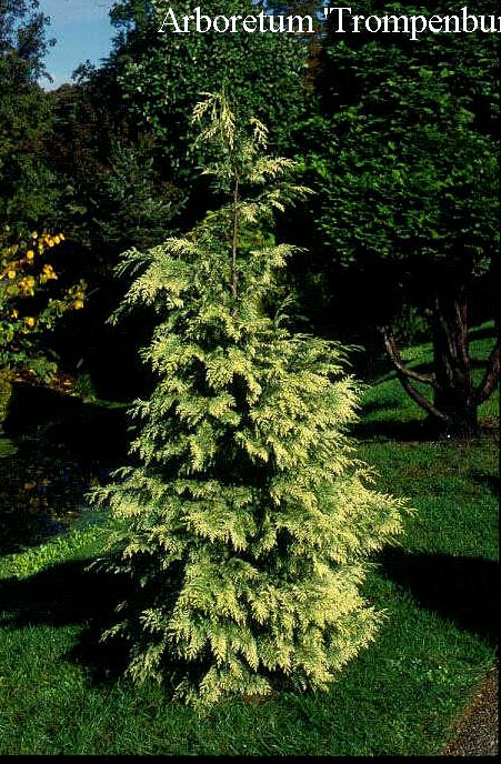Chamaecyparis lawsoniana 'Silver Queen'