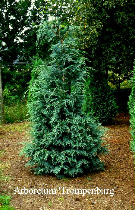 Chamaecyparis lawsoniana 'Spek' (50086)