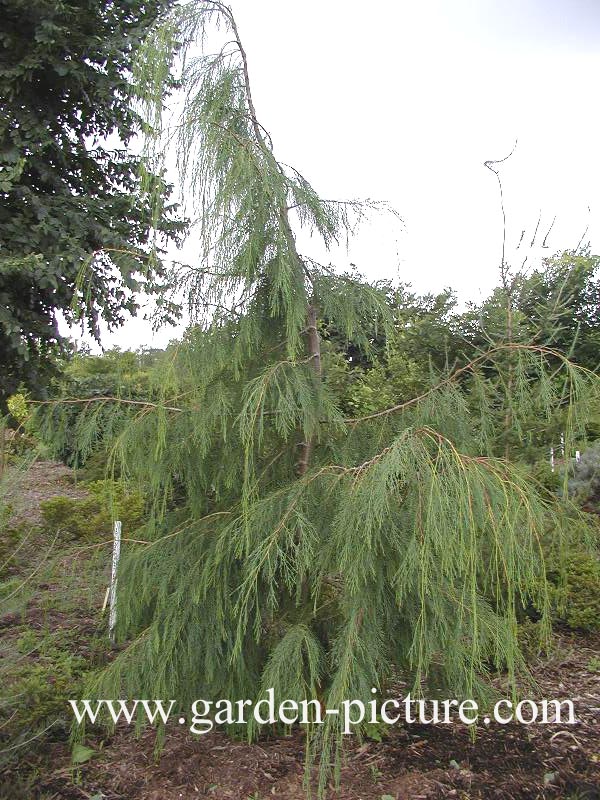 Chamaecyparis lawsoniana 'Waterfall'