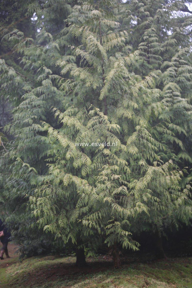 Chamaecyparis lawsoniana