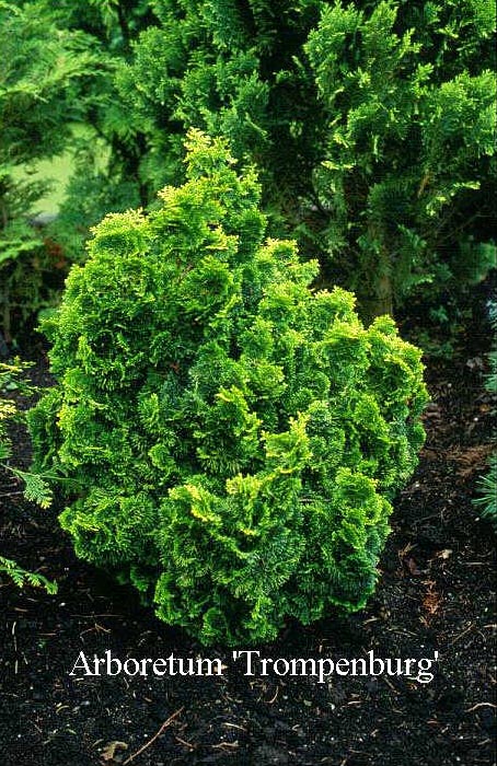 Chamaecyparis obtusa 'Aurora' Chamaecyparis obtusa 'Aurora'