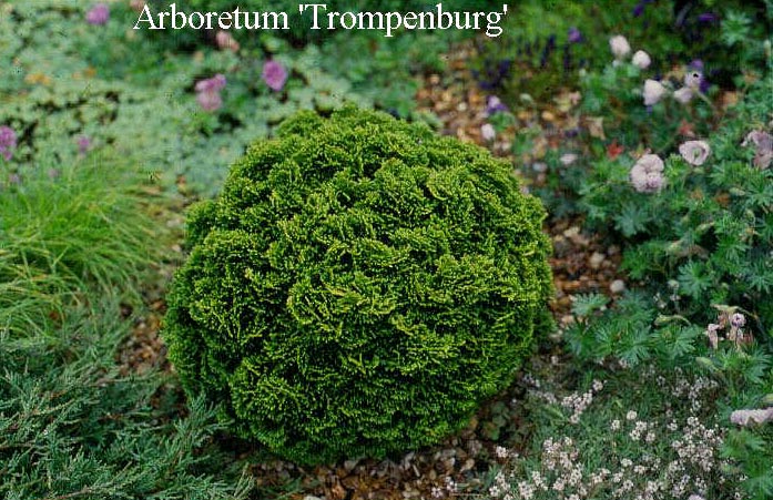 Chamaecyparis obtusa 'Bassett'
