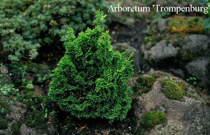 Chamaecyparis obtusa 'Bess'