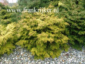 Chamaecyparis obtusa 'Bronze Pygmy'