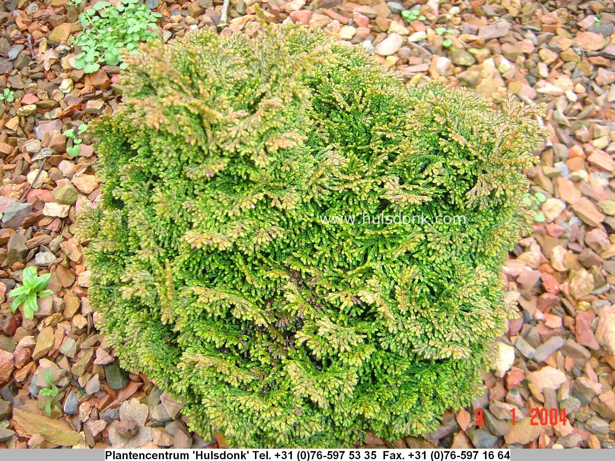 Chamaecyparis obtusa 'Chilworth'