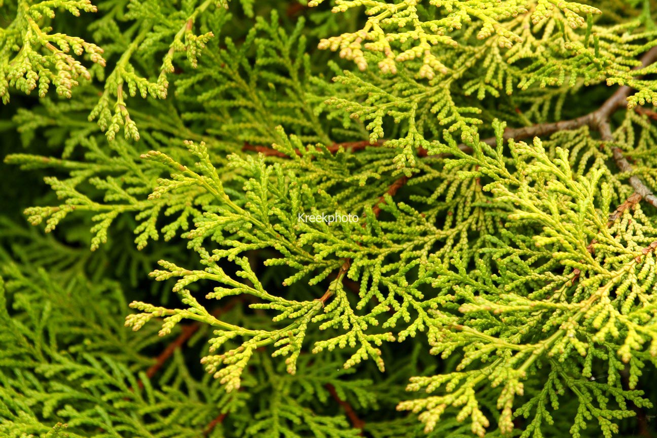 Chamaecyparis obtusa 'Chimani-hiba'