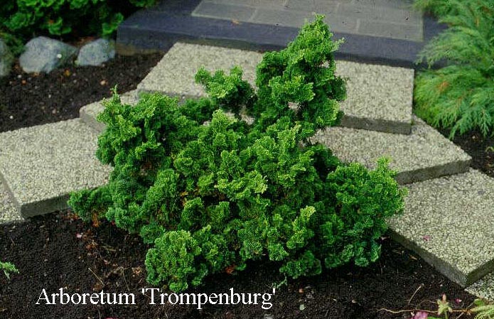 Chamaecyparis obtusa 'Contorta'