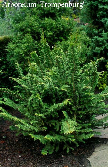 Chamaecyparis obtusa 'Dilatush'