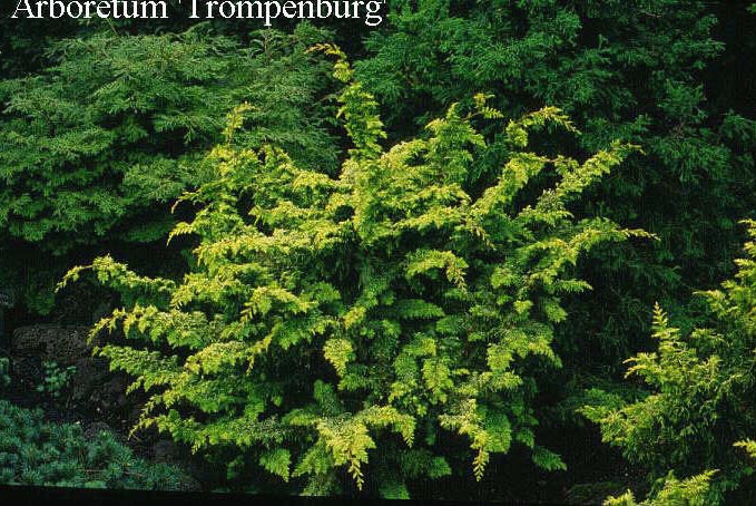 Chamaecyparis obtusa 'Fernspray Gold'