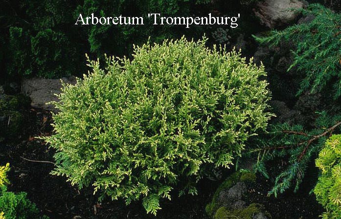 Chamaecyparis obtusa 'Furui tsukomo'
