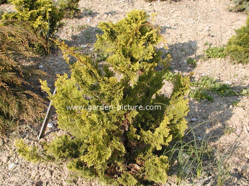 Chamaecyparis obtusa 'Gimborn Beauty'
