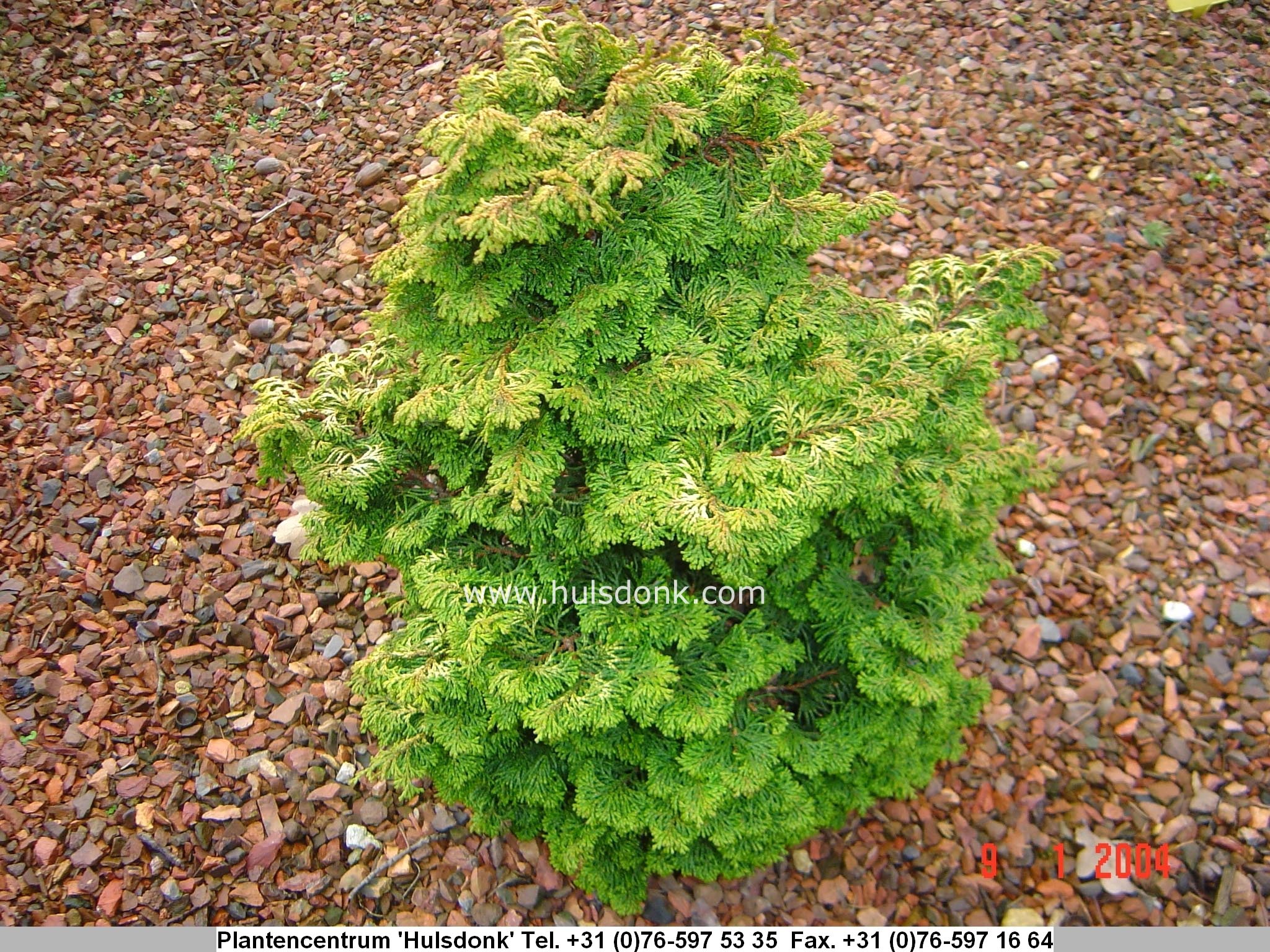 Chamaecyparis obtusa 'Golden Ceramic'