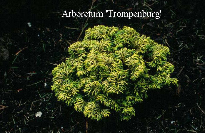 Chamaecyparis obtusa 'Golden Sprite'