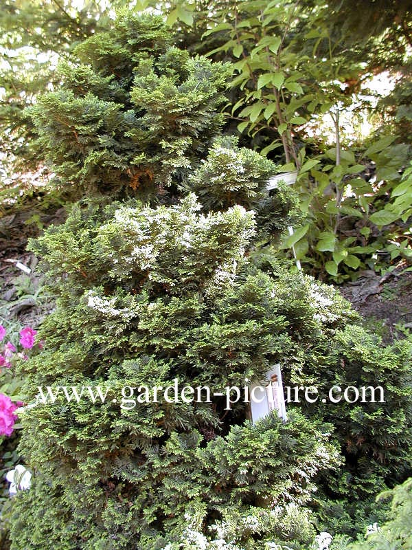 Chamaecyparis obtusa 'Intermedia'