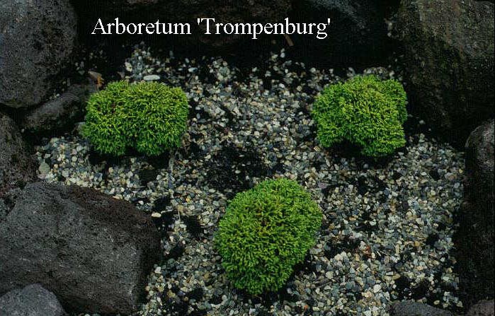 Chamaecyparis obtusa 'Juniperoides Compacta'