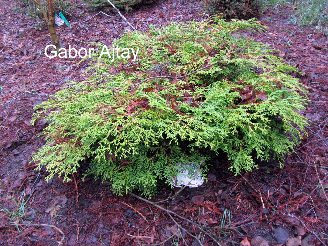 Chamaecyparis obtusa 'Kamarachiba'