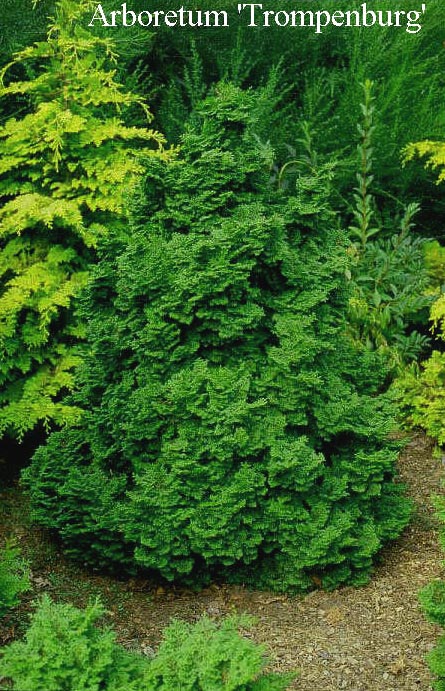 Chamaecyparis obtusa 'Kosteri'