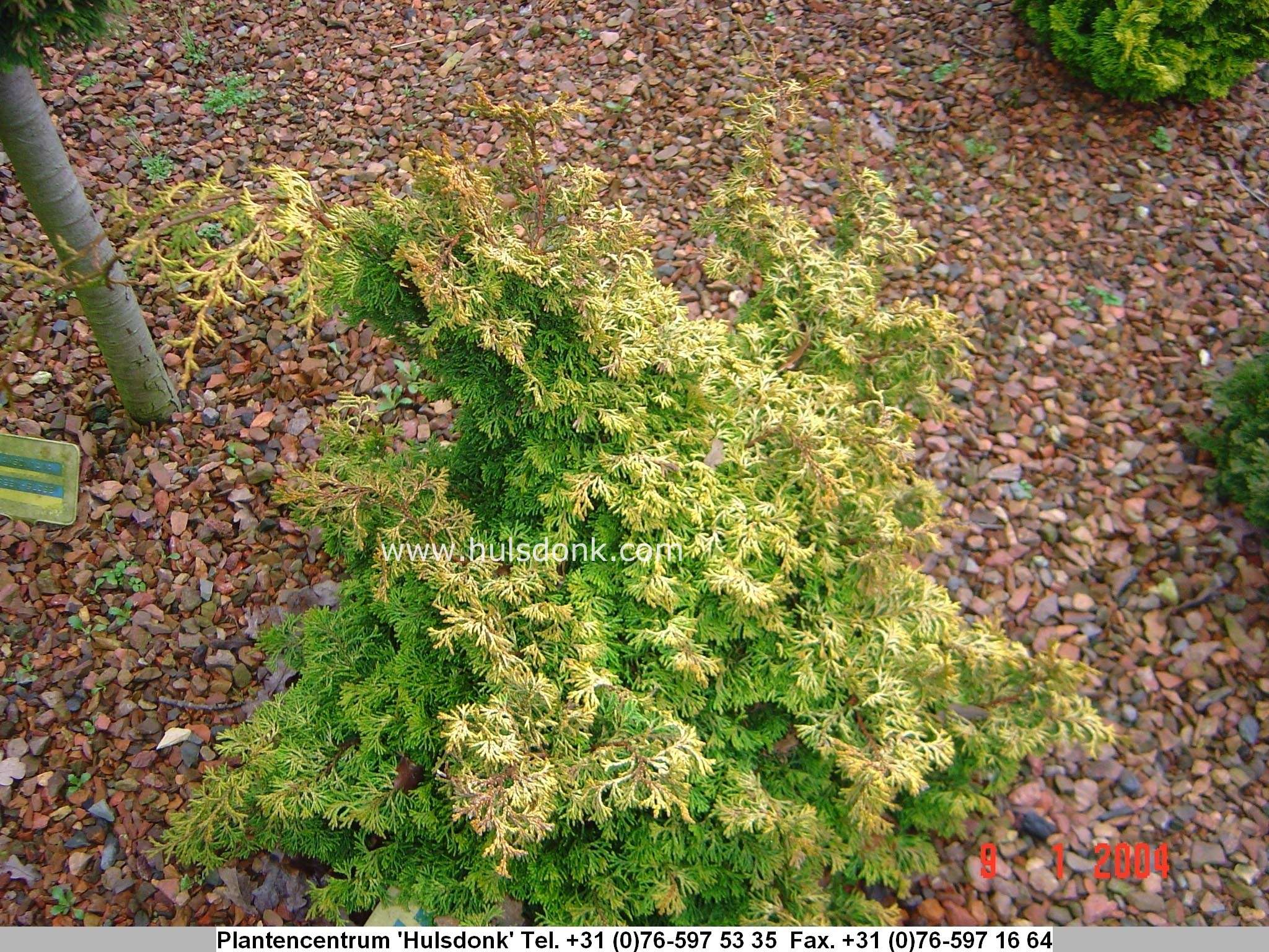 Chamaecyparis obtusa 'Leprechaun'