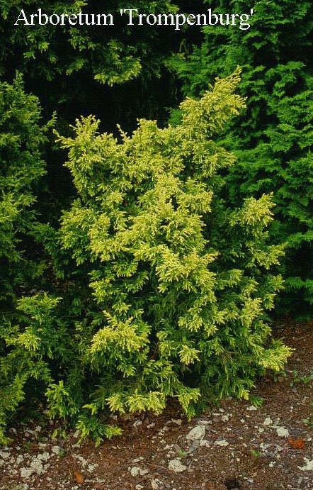 Chamaecyparis obtusa 'Lycopodioides Aurea' Chamaecyparis obtusa 'Lycopodioides Aurea'