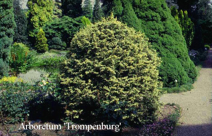 Chamaecyparis obtusa 'Mariesii'