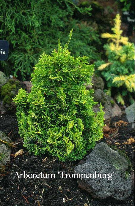 Chamaecyparis obtusa 'Meroke'