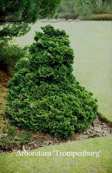 Chamaecyparis obtusa 'Nana Densa'