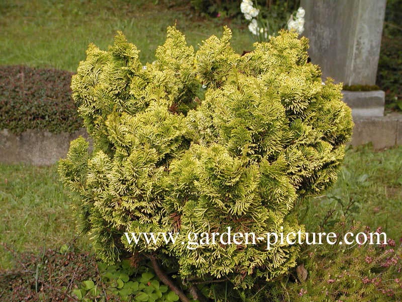 Chamaecyparis obtusa 'Nana Lutea'