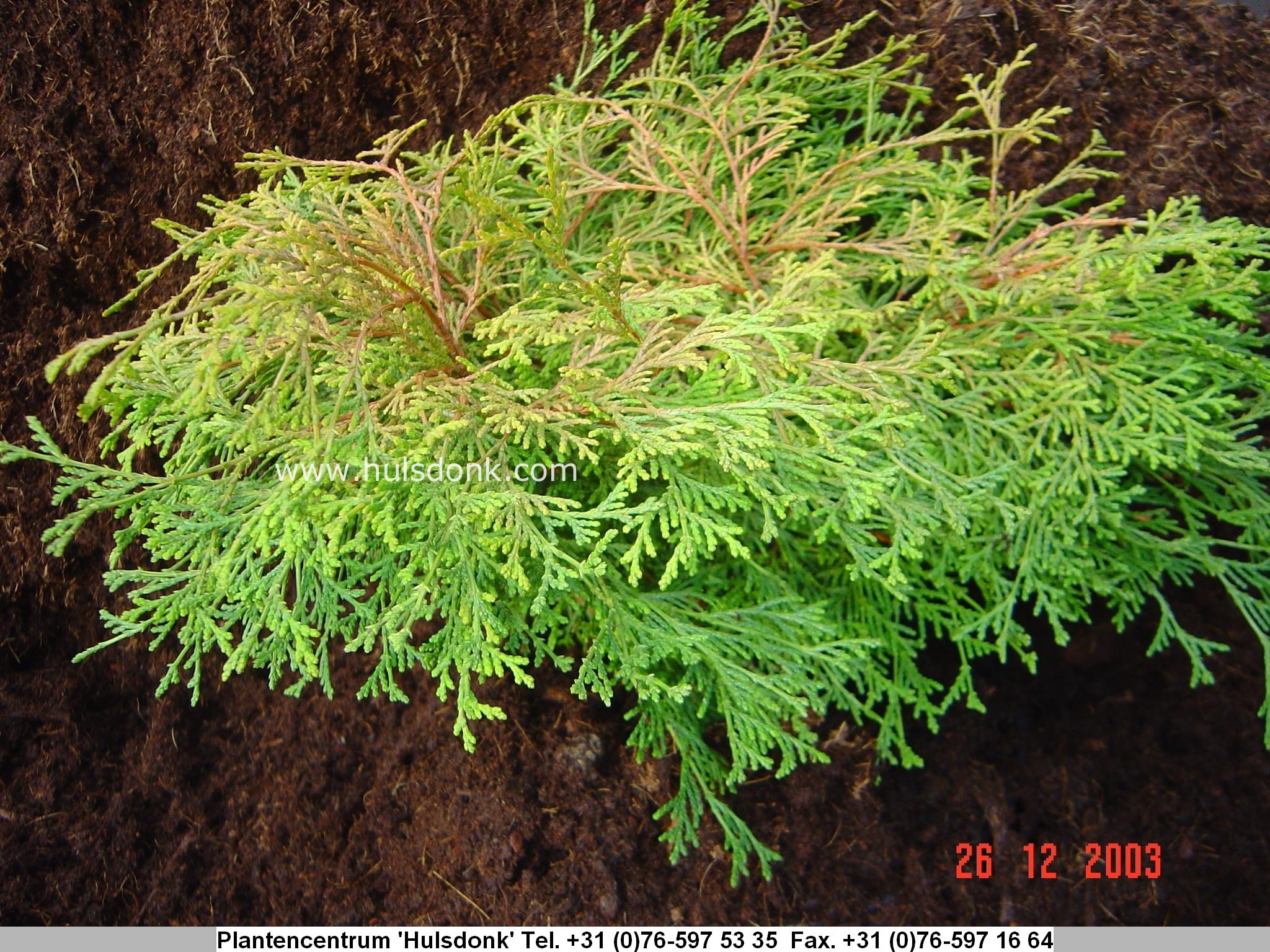 Chamaecyparis obtusa 'Pygmaea Aurescens'