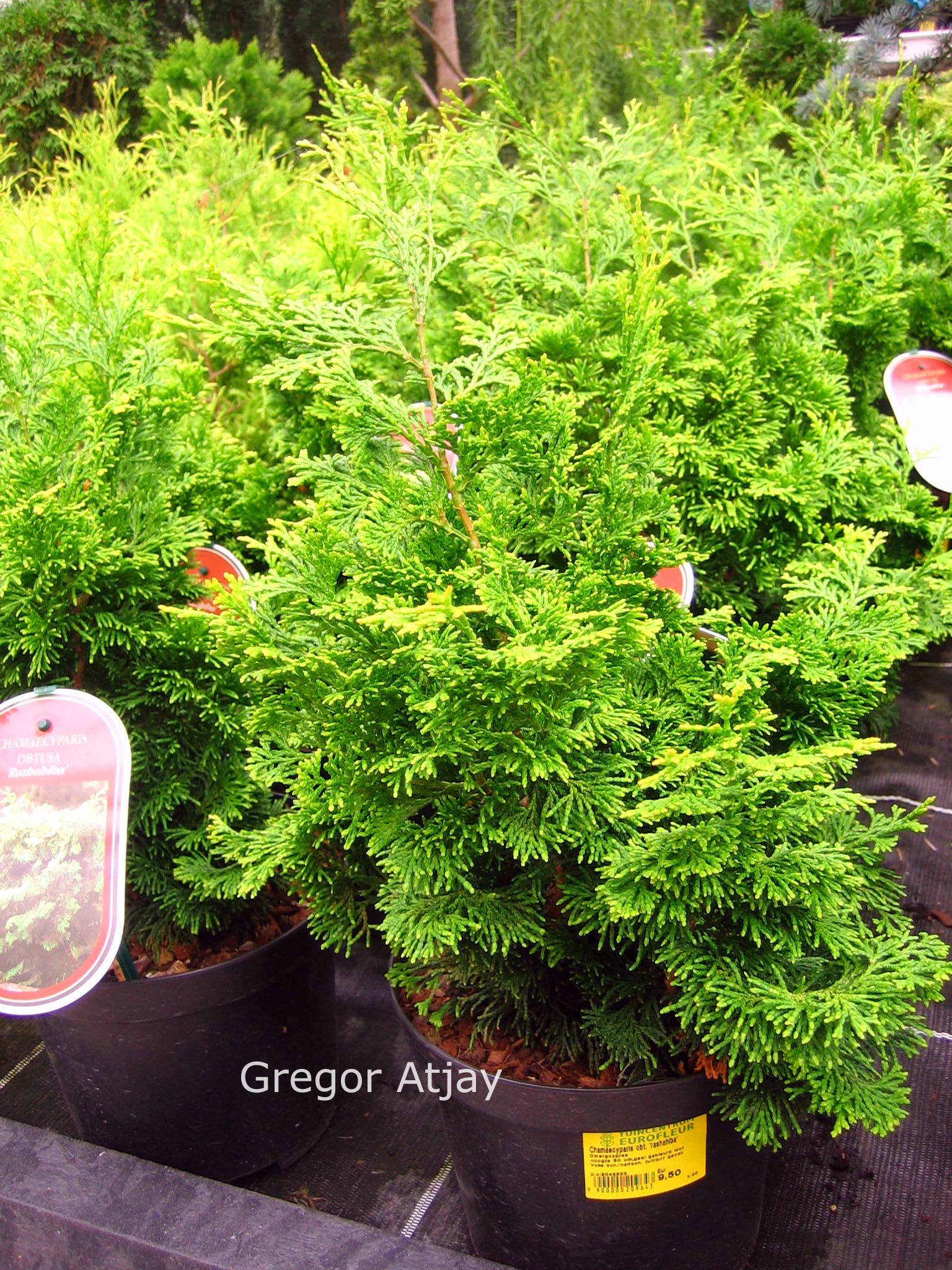 Chamaecyparis obtusa 'Rashahiba'