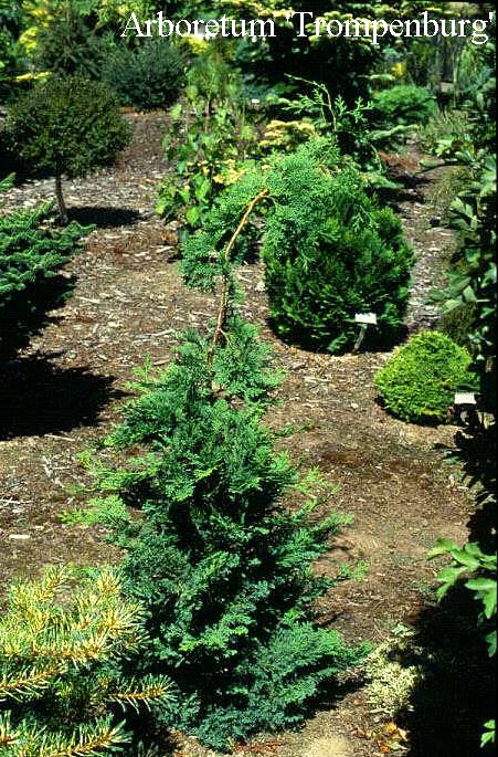 Chamaecyparis obtusa 'Split Rock'