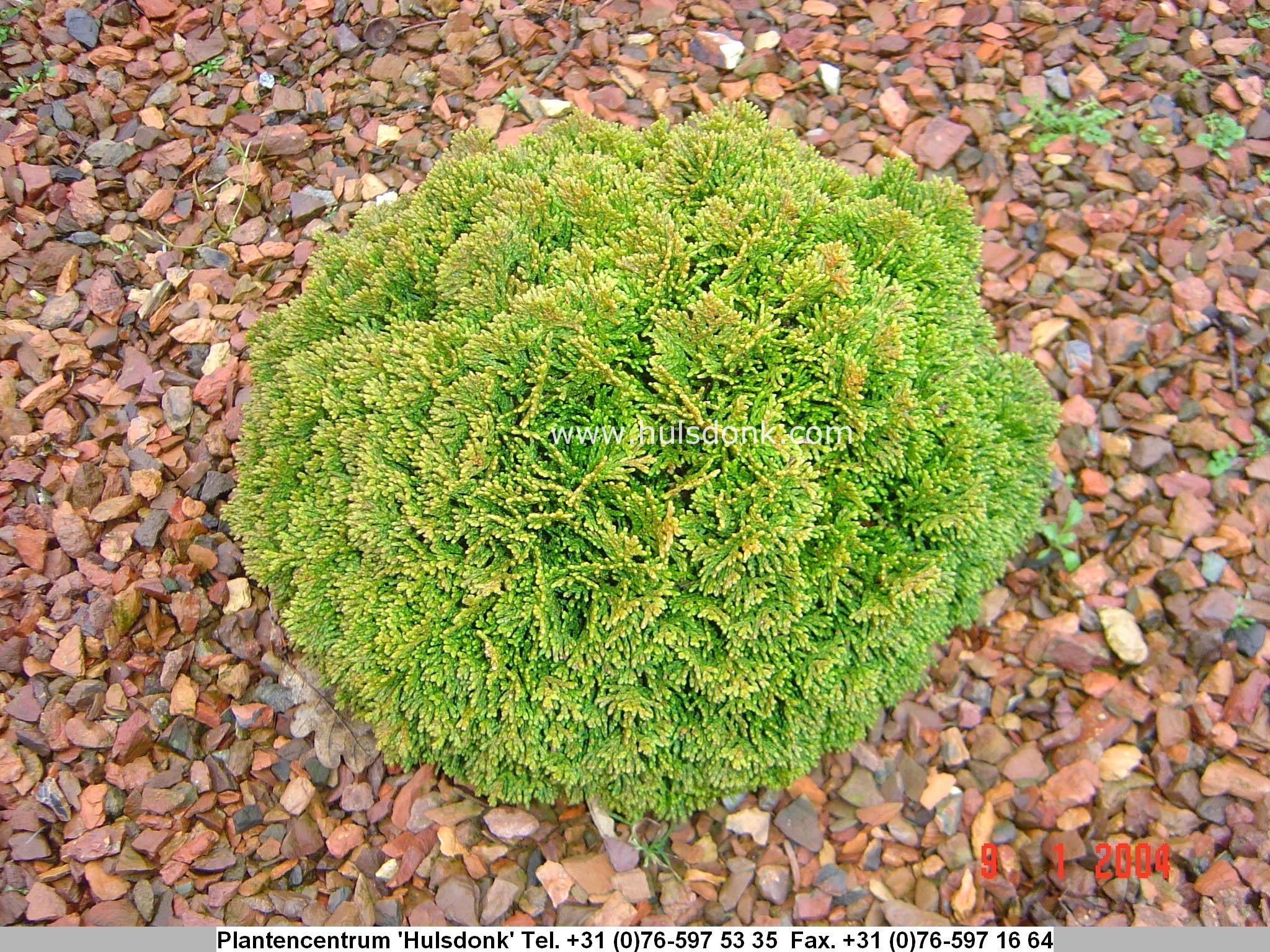 Chamaecyparis obtusa 'Stoneham'
