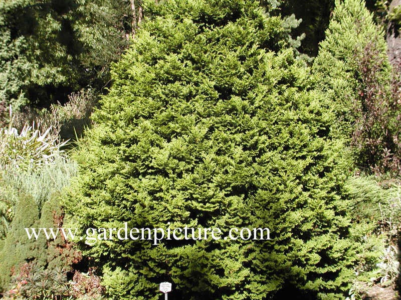 Chamaecyparis obtusa 'Tempelhof'