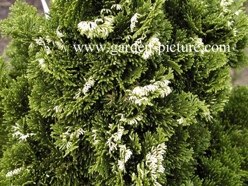 Chamaecyparis obtusa 'Tonia'