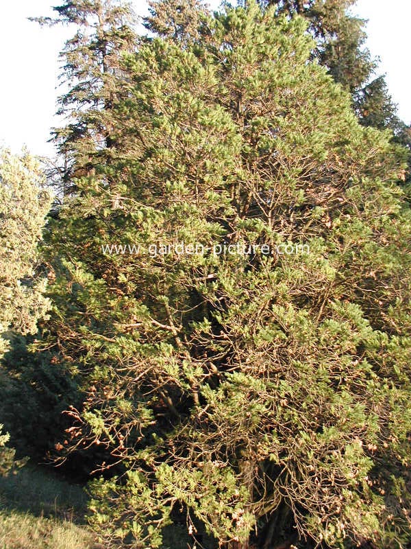 Chamaecyparis obtusa