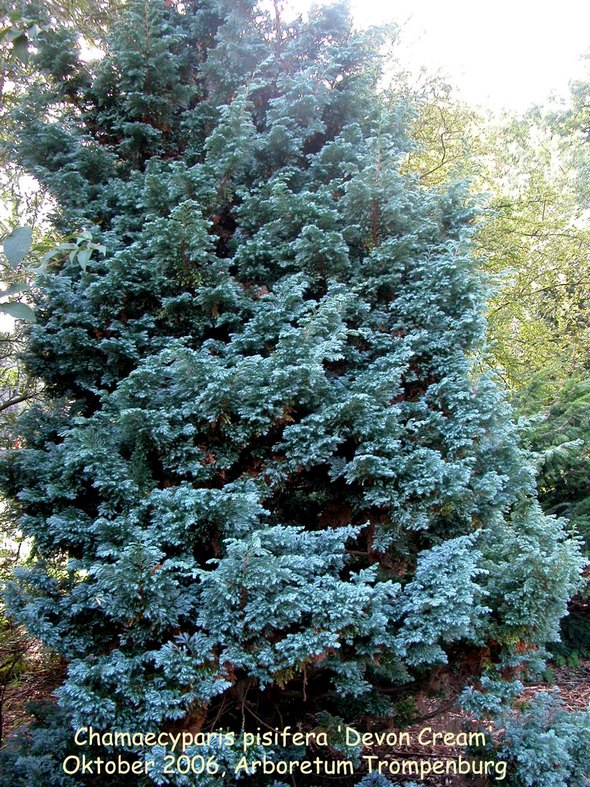 Chamaecyparis pisifera 'Devon Cream' Chamaecyparis pisifera 'Devon Cream'
