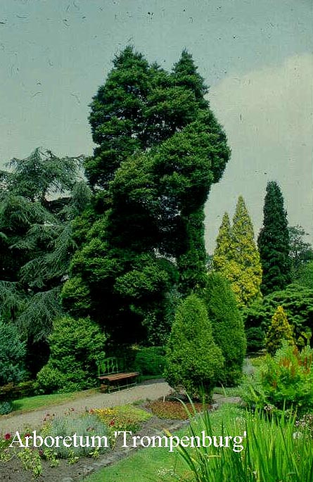 Chamaecyparis pisifera 'Plumosa'