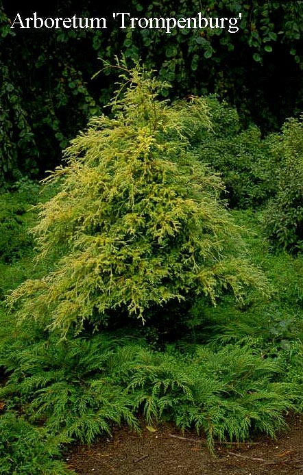 Chamaecyparis pisifera 'Squarrosa Sulphurea'