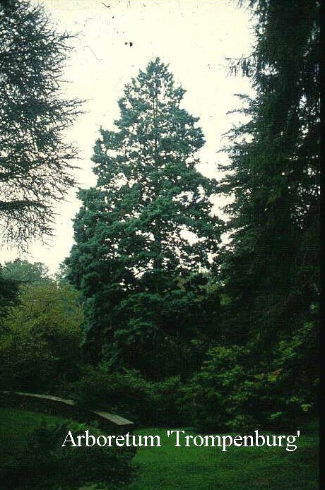 Chamaecyparis pisifera 'Squarrosa'