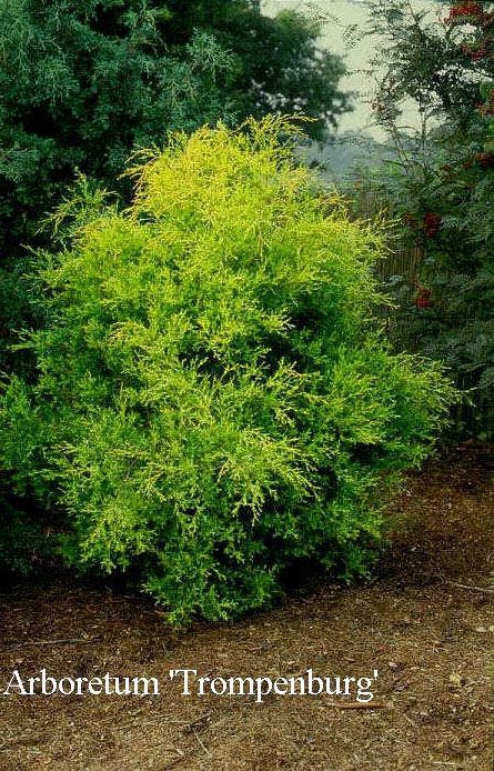 Chamaecyparis thyoides 'Andelyensis'