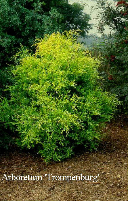 Chamaecyparis thyoides 'Aurea'