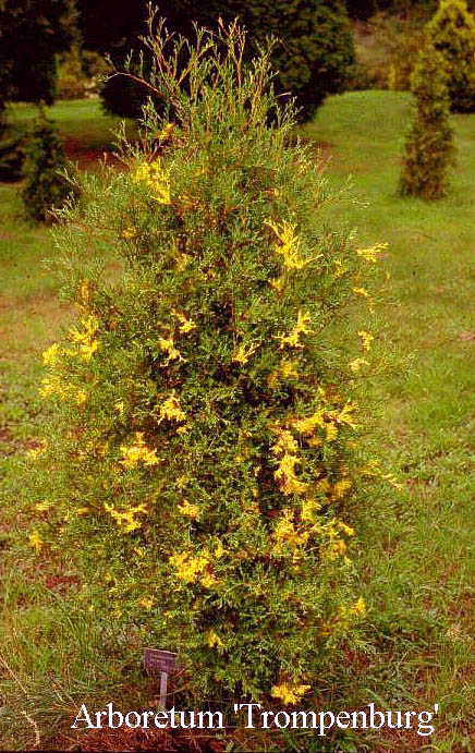 Chamaecyparis thyoides 'Variegata'