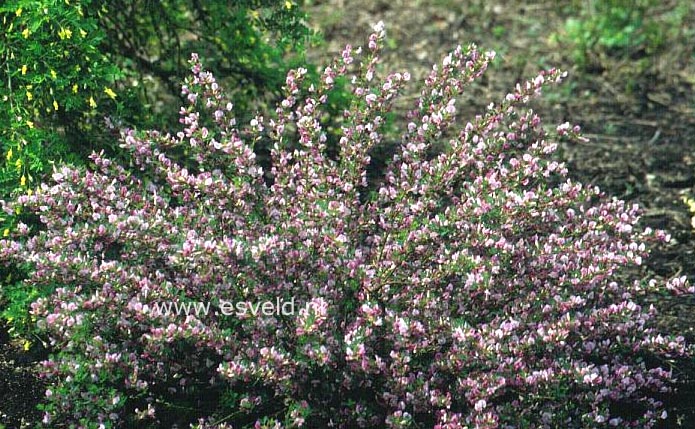 Chamaecytisus purpureus 'Atropurpureus'