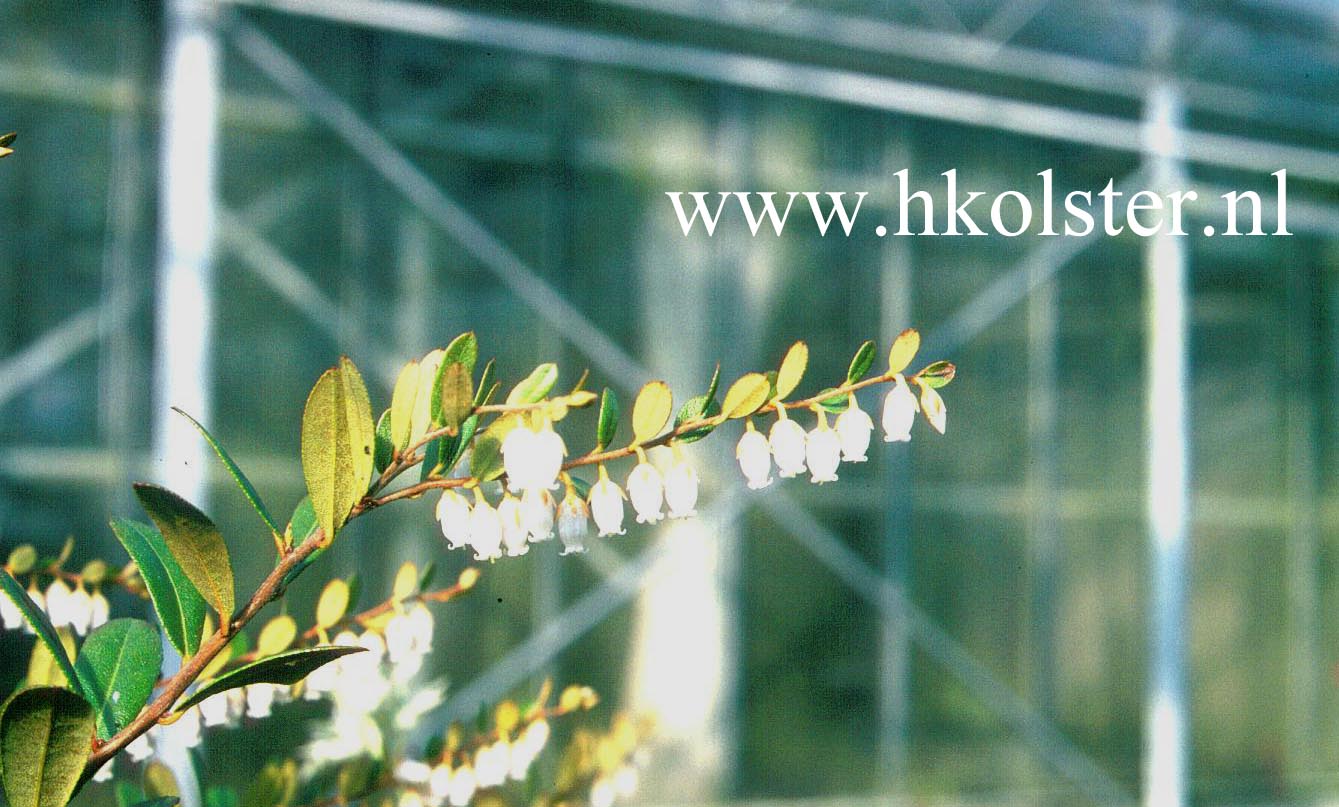 Chamaedaphne calyculata 'Angustifolia'