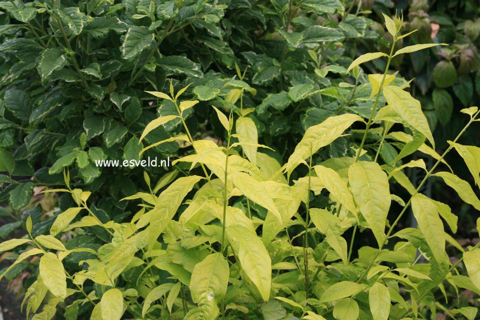 Chimonanthus praecox 'Brockhill Goldleaf' Chimonanthus praecox 'Brockhill Goldleaf'