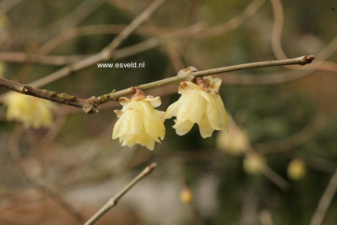Chimonanthus praecox 'Luteus'